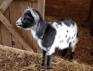 French alpine goats