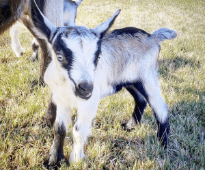 Alpine dairy goats