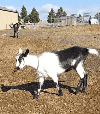 Cou blanc Alpine goat