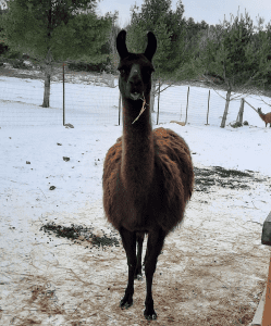 what do llamas eat in the winter