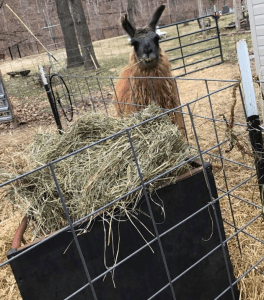 llama eating hay