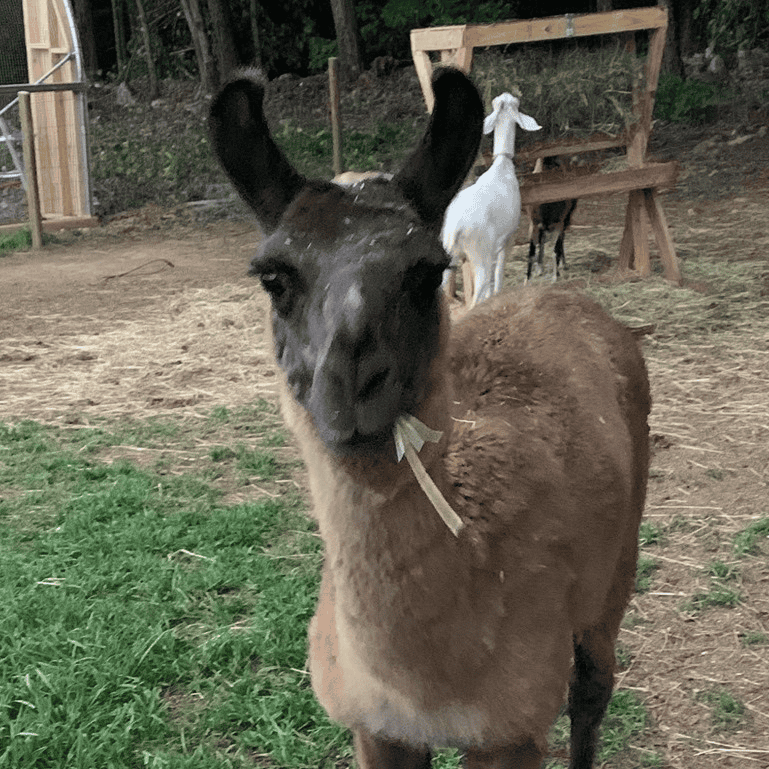 llama food