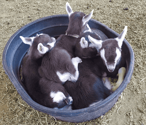 Toggenburg Goat kids