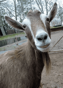 Toggenburg dairy goats