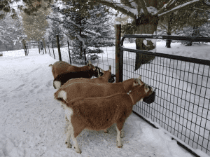 feeding Toggenburg goats