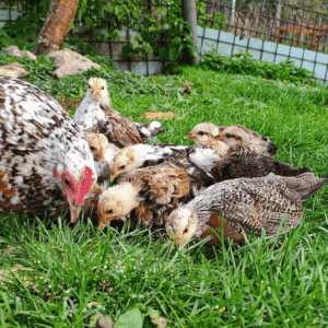 Icelandic chickens flock