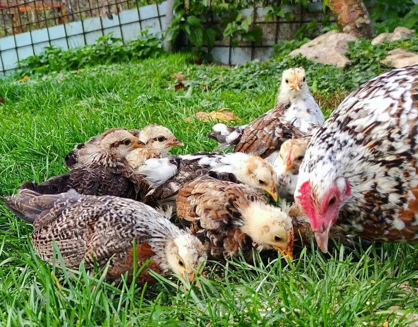 Icelandic chickens flock