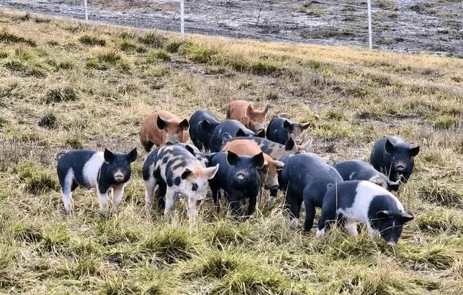 breeds of pigs for meat