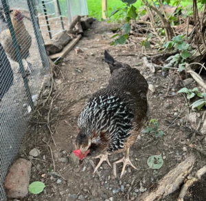 Prairie Bluebell Egger ~ Productive Blue Egg Layers