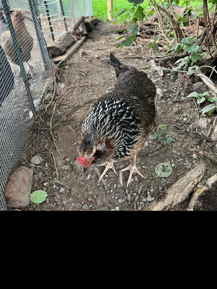 Prairie bluebell egger chicken