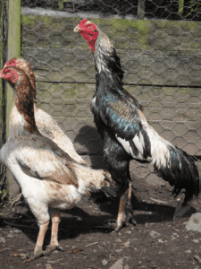 Shamo rooster and hen
