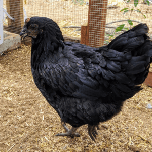 Black copper maran hen