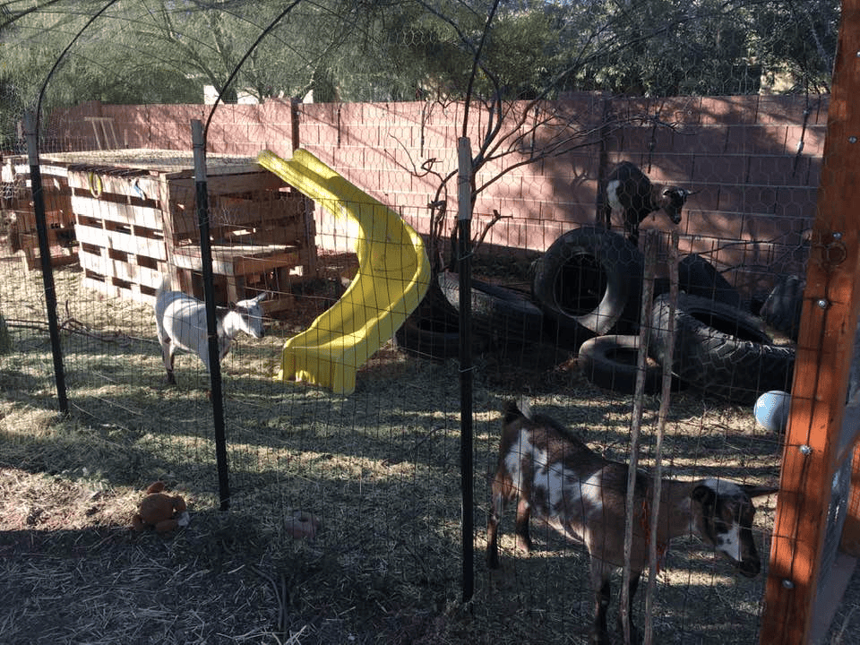 playground for goats