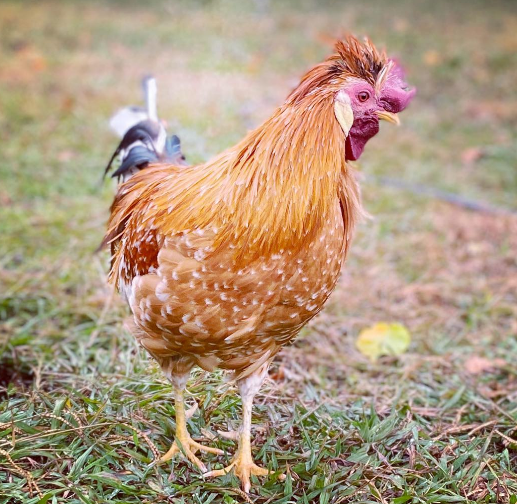 Icelandic rooster