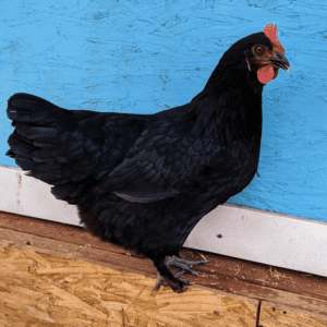 Black Copper Maran chicken