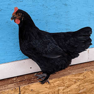 Black Copper Maran chicken