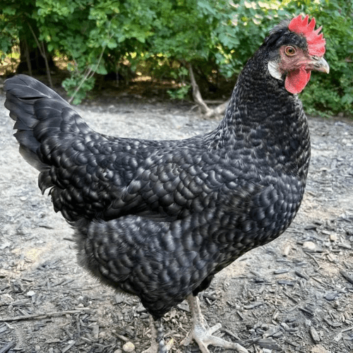 Olive Egger Chickens: Eggs, Appearance, Temperament & Sexing