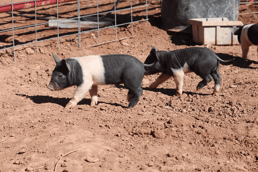 Hampshire Pig ~ Raising a Meat Source on Your Farm - Rural Living Today