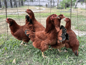 Rhode Island Red chickens