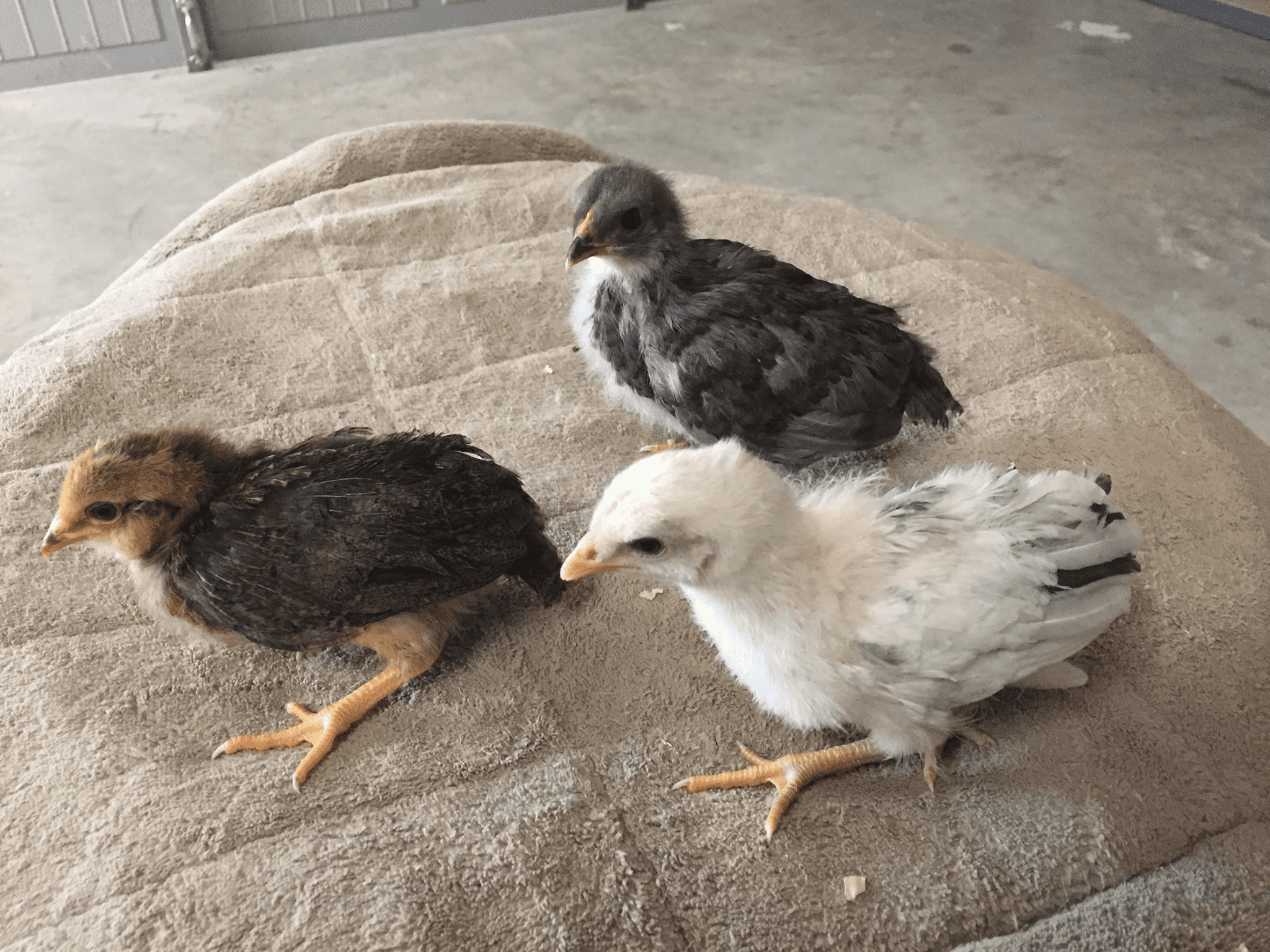 Prairie bluebell egger chicks
