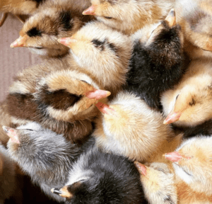 Icelandic chicks
