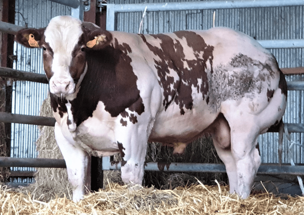 Belgian Blue Cattle ~ Everything You Need To Know Rural Living Today