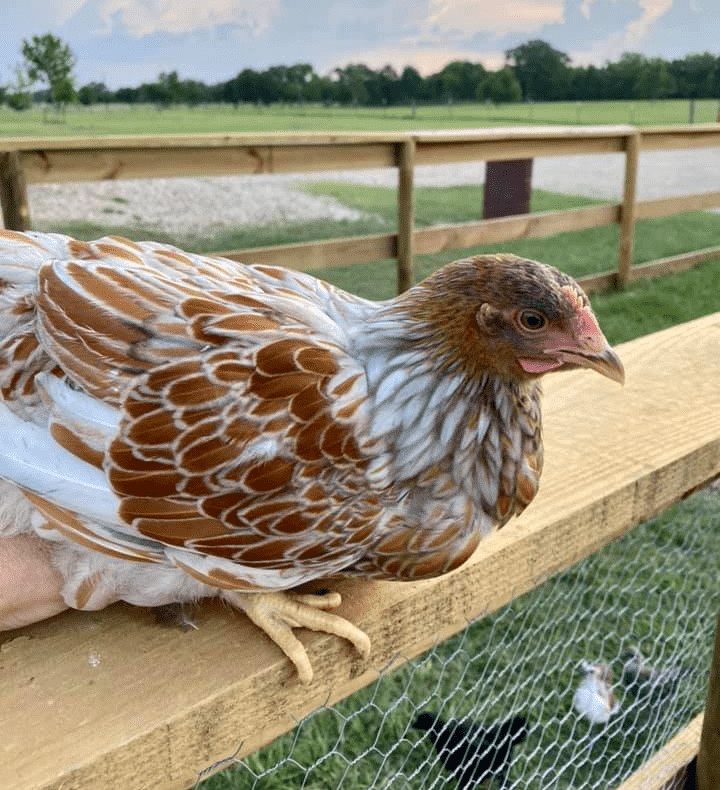 Prairie bluebell egger cockerel