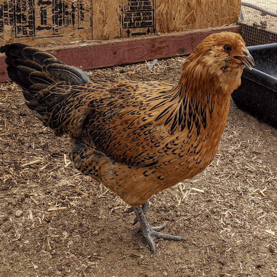 Easter Egger Chickens: Guide to Raising Friendly Layer Birds