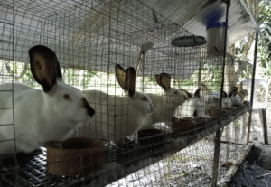 Californian rabbits in cages