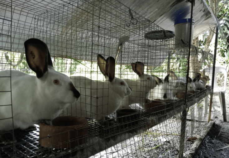 California Rabbit Community Designs Californian Rabbit ~ Learn Why It's the Breed to Raise - Rural Living Today
