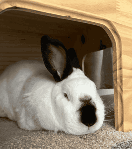 Californian rabbit pet