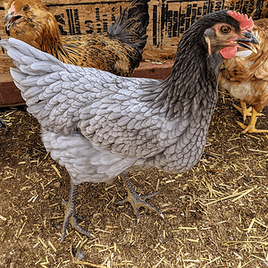 Sapphire chicken