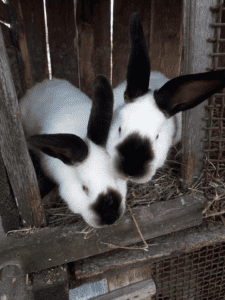 Californian rabbits in hutch