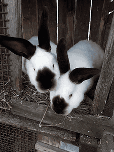 Californian rabbits in hutch