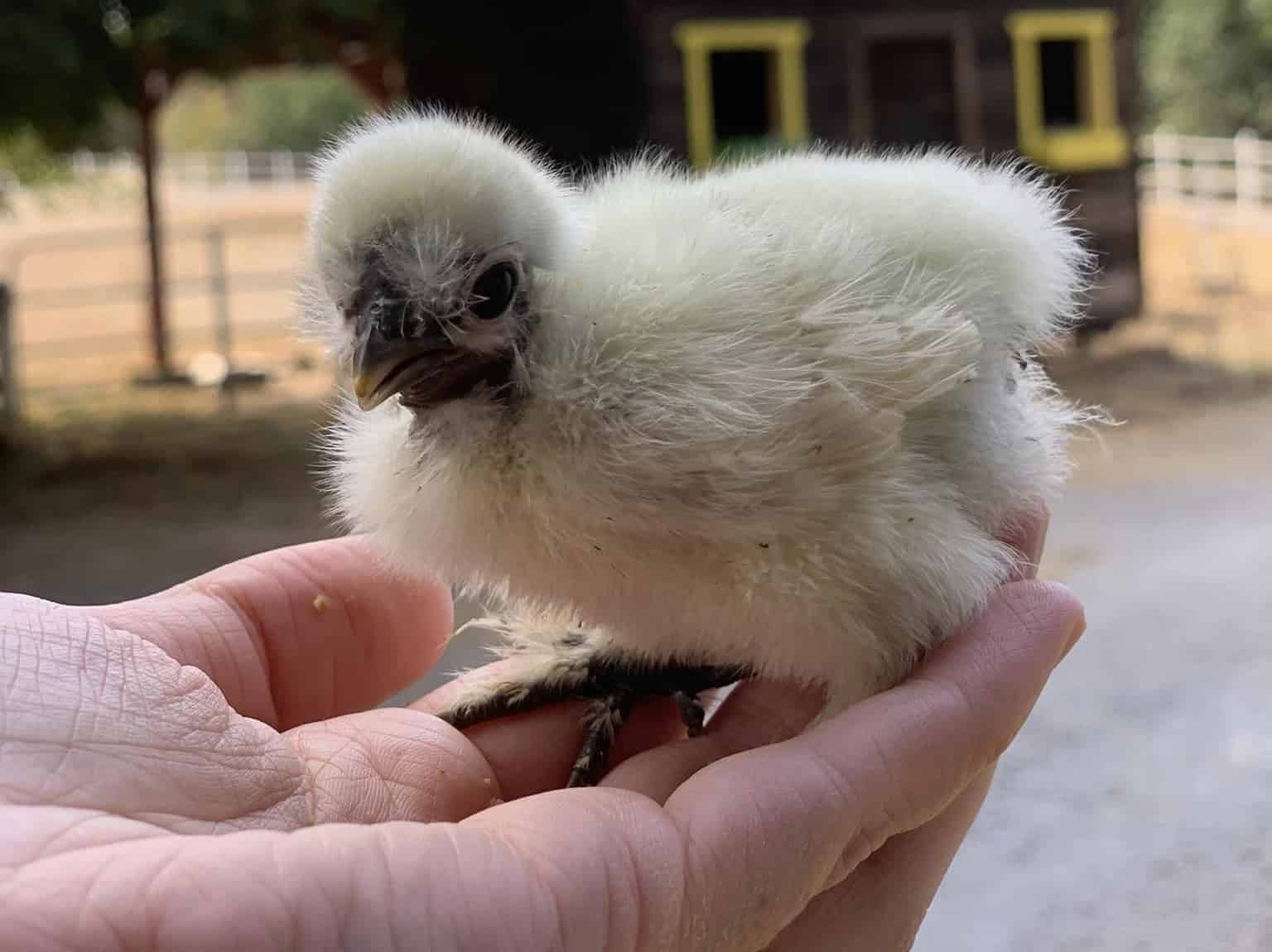 Silkie chick