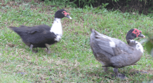 Muscovy duck colors