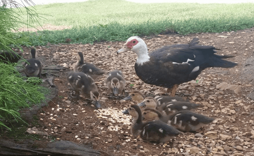 Muscovy ducks