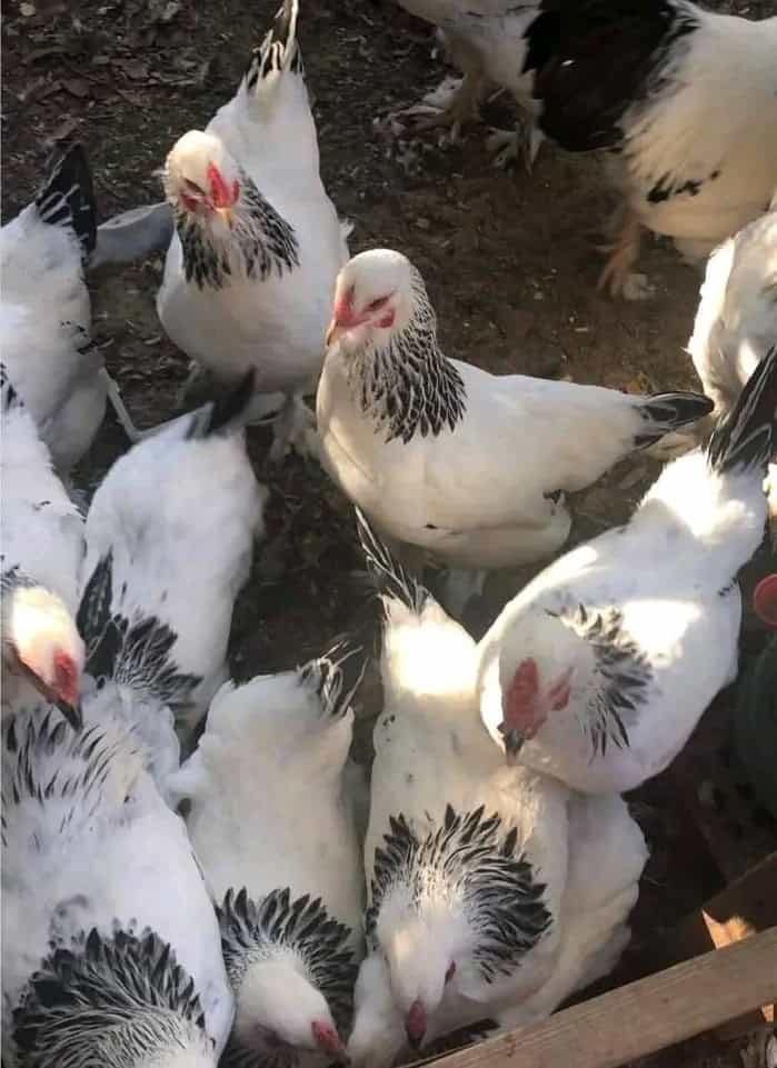 light Brahma pullets