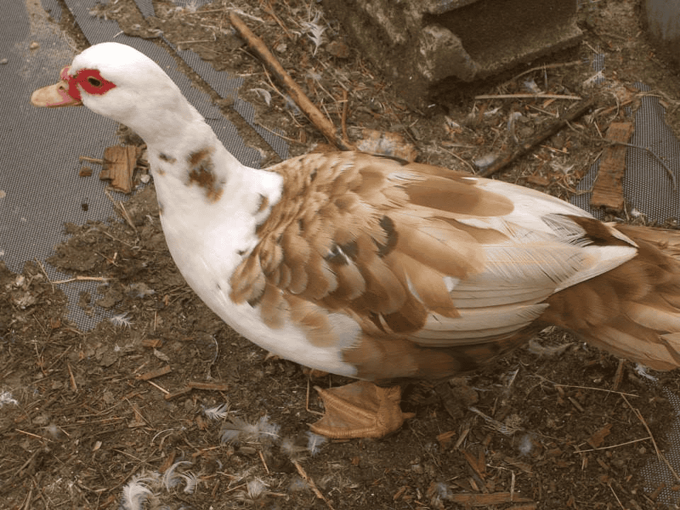 muscovy hen