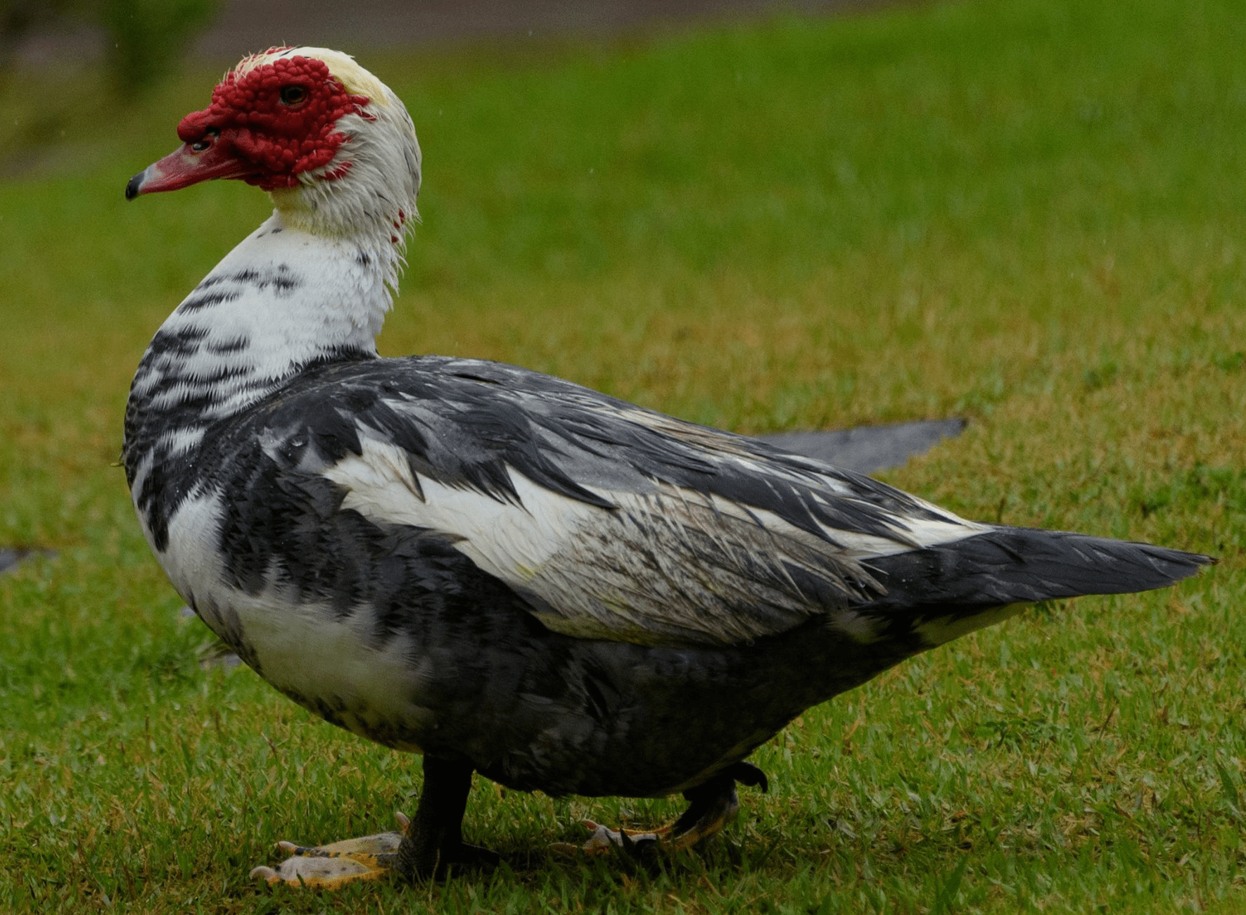 Muscovy Duck ~ Learn About Raising these Red-Faced Ducks