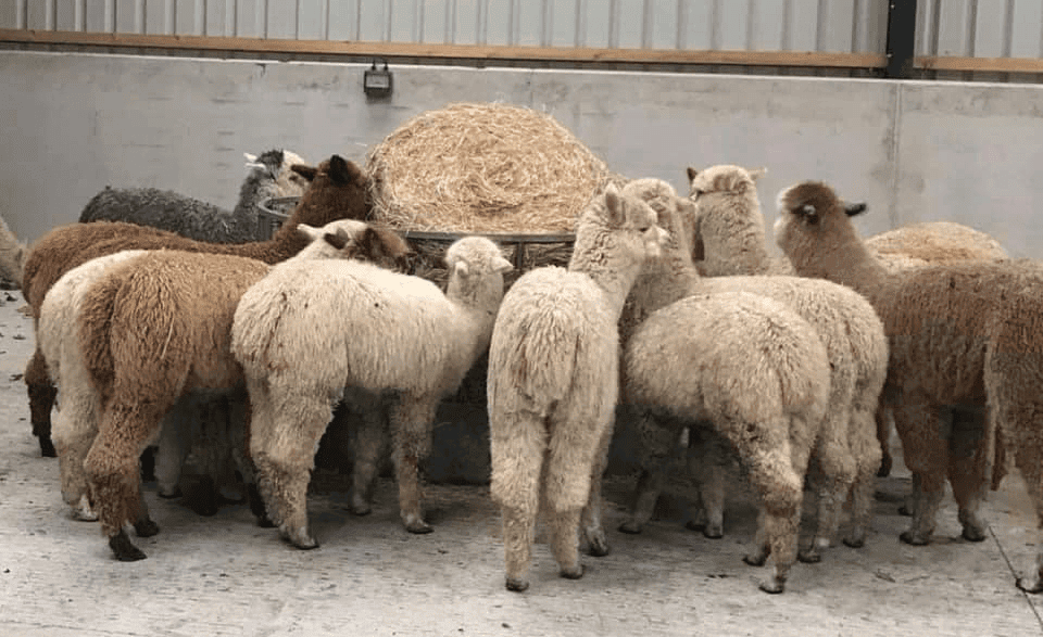 feeding alpacas