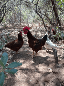 Rhode Island Red rooster protecting flock