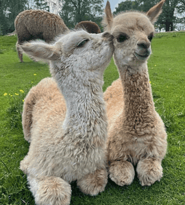 alpaca farm near me