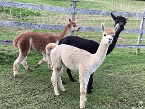 raising alpaca for fiber