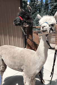 walk with alpacas