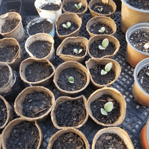 How to grow artichoke from seed