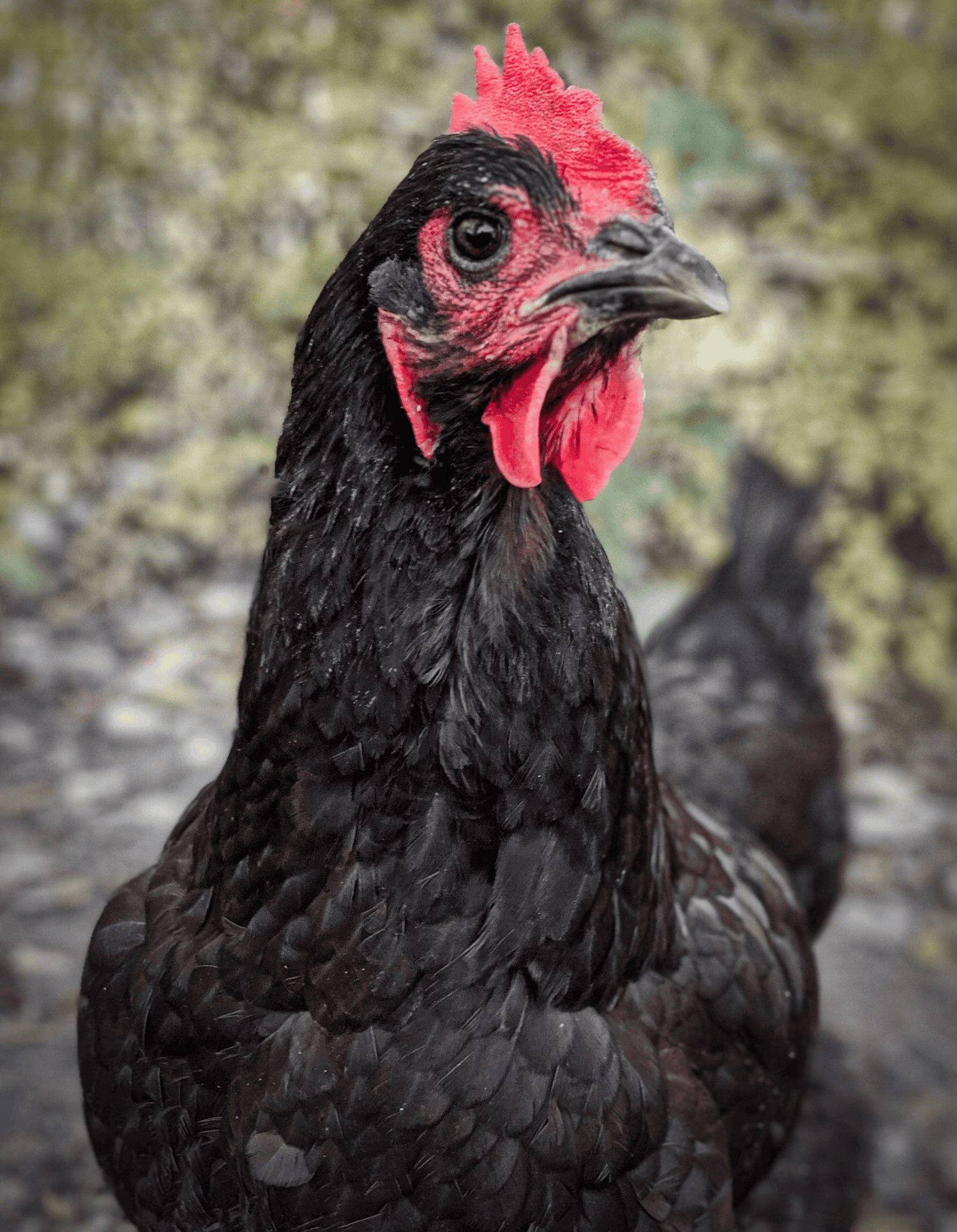 Black Jersey Giant: 4-Month-Old Chickens 