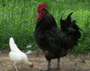 homoseksueel Gevoelig Feat Jersey Giant Chicken ~ Dual-Purpose for Your Yard | Chickens, Livestock,  Homesteading & Gardening | Rural Living