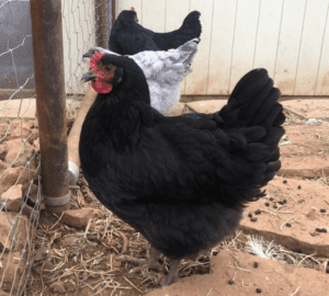 Black Jersey Giant hen