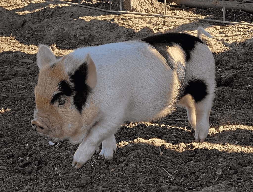 kunekune pig